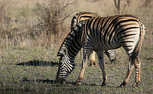At Madikwe game reserve
