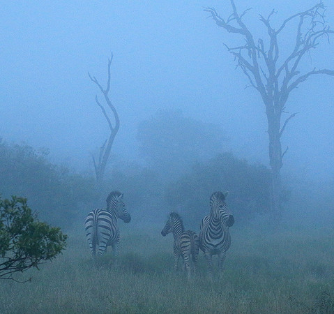 Londolozi Game Reserve
