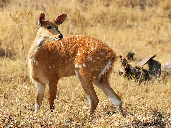 Hwange National Park