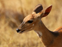 Hwange National Park