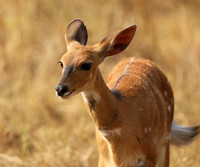 Hwange National Park
