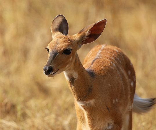 Hwange National Park