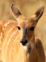 Hwange National Park