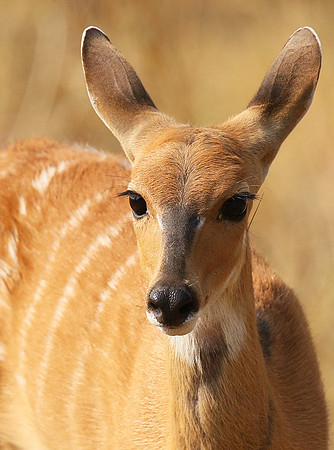 Hwange National Park