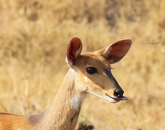 Hwange National Park