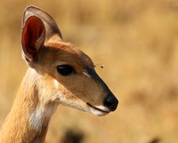 Hwange NP