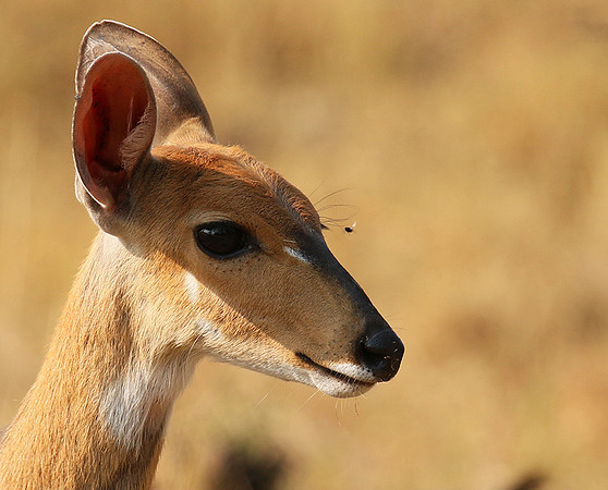 Hwange NP