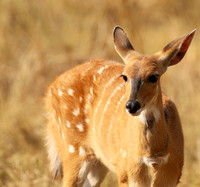 Hwange National Park