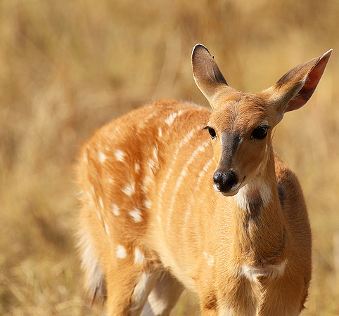 Hwange National Park