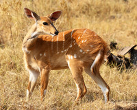 Hwange National Park