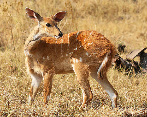 Hwange National Park