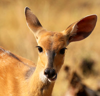 Hwange NP
