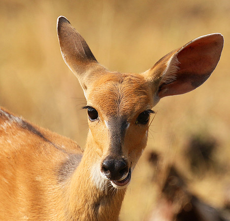 Hwange NP