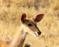 Hwange National Park