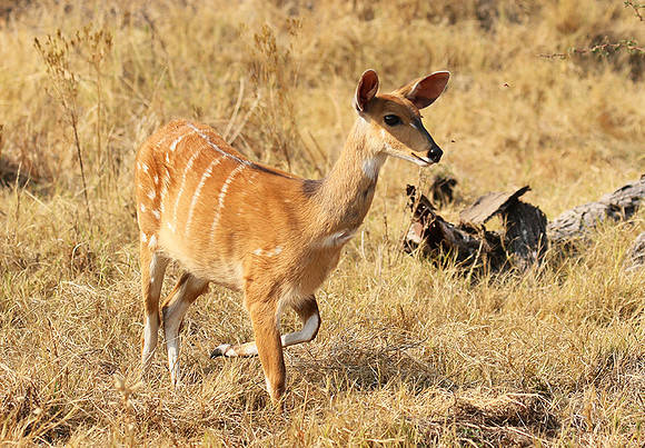 Hwange National Park