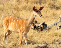 Hwange National Park