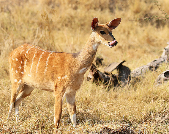 Hwange National Park