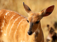 Hwange NP
