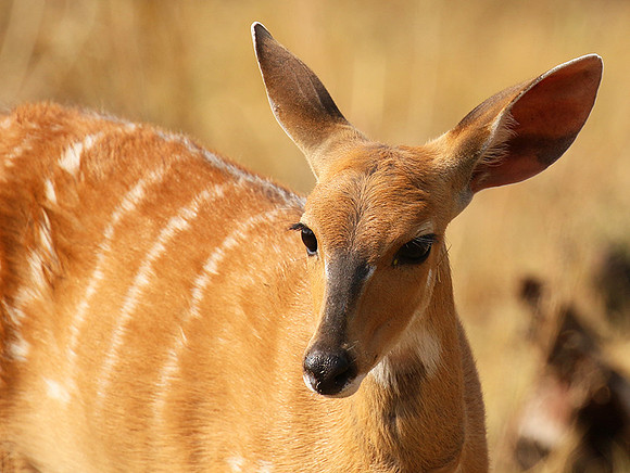 Hwange NP