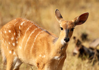 Hwange National Park
