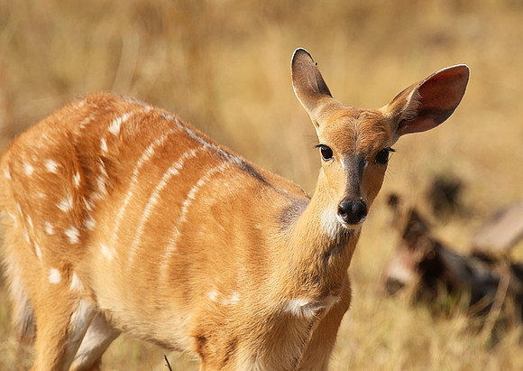 Hwange National Park