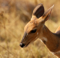 Hwange National Park