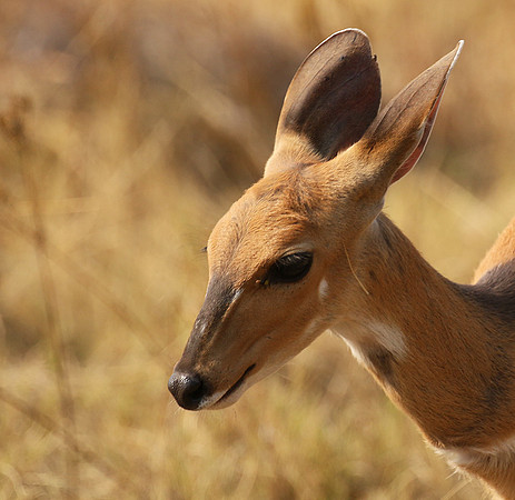 Hwange National Park