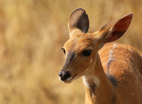 Hwange NP