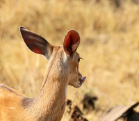 Hwange National Park