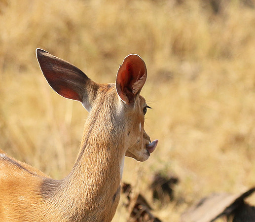 Hwange National Park