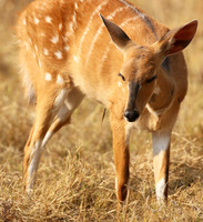 Hwange National Park