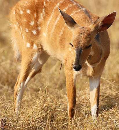 Hwange National Park