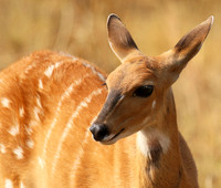 Hwange NP