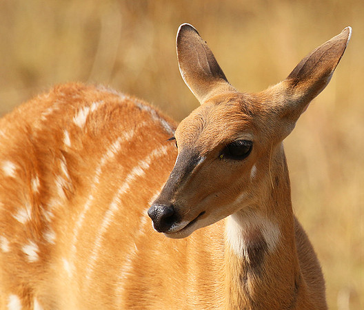 Hwange NP