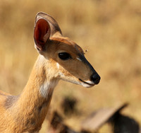 Hwange National Park
