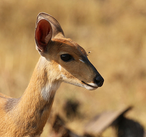 Hwange National Park
