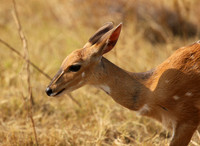 Hwange National Park