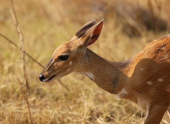 Hwange National Park