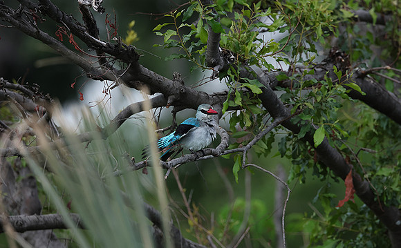 Woodland kingfisher - Delta of Okavango