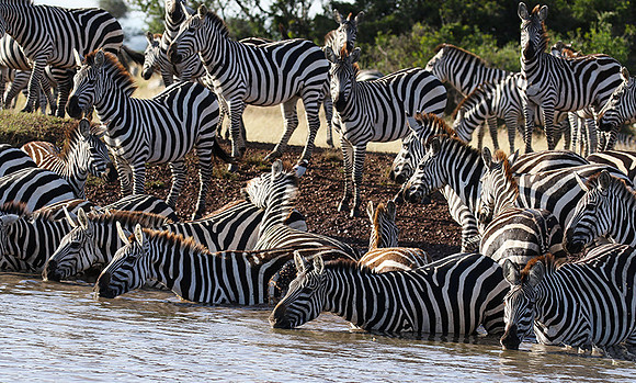Serengeti - Grumeti Private Reserve