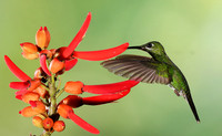 Green-crowned brilliant