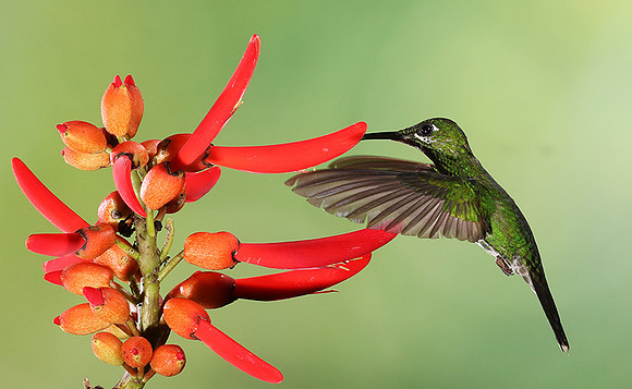 Green-crowned brilliant