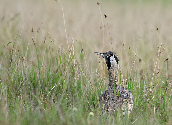 Black-bellied bustard - Borana