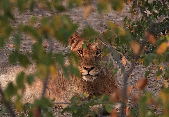 Ongava Private Reserve