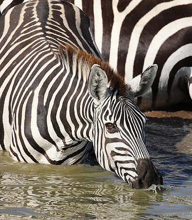 Serengeti - Grumeti Private Reserve