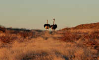 Damaraland
