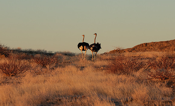 Damaraland