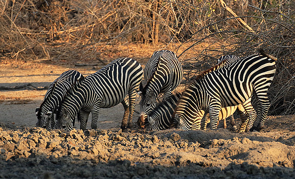 Mana Pools NP
