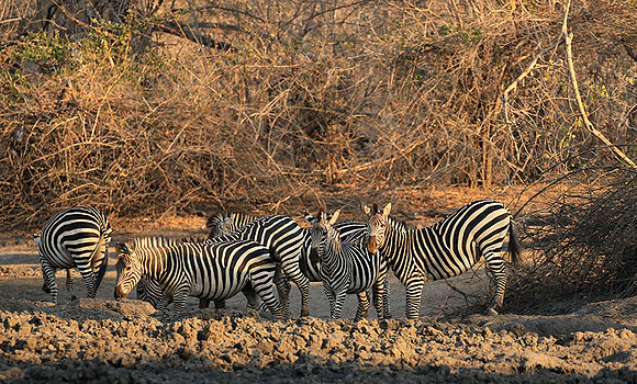 Mana Pools NP