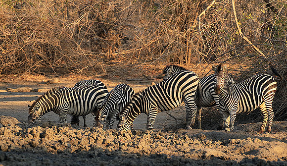 Mana Pools NP